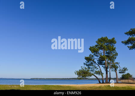 Landes Kiefer am Rande eines Sees Stockfoto