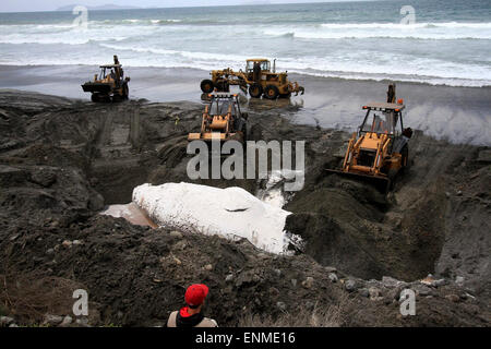 (150508)--TIJUANA, 8. Mai 2015 (Xinhua)--Arbeiter begraben ein Grauwal an der Küste von Playas de Tijuana in Tijuana, Nordwesten Mexikos, 7. Mai 2015. Der 15-Meter- und 14-Tonnen-Grauwal wurde am Mittwoch tot hier gefunden. (Xinhua/Eduardo Jaramillo/NOTIMEX) Stockfoto