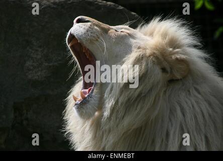 Afrikanische männlichen weißen Löwe (Panthera Leo Krugeri). Nahaufnahme beim Gähnen. Stockfoto