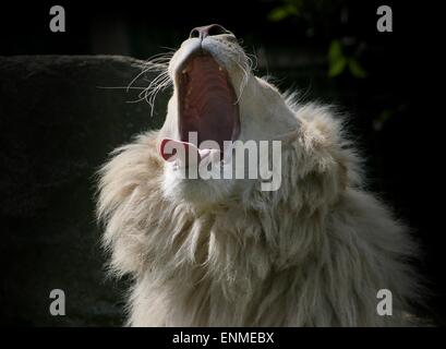 Afrikanische männlichen weißen Löwe (Panthera Leo Krugeri). Nahaufnahme des Kopfes beim knisternden, Zunge zeigen Stockfoto