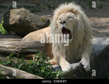 Afrikanische männlichen weißen Löwe (Panthera Leo Krugeri). Nahaufnahme beim Gähnen. Stockfoto