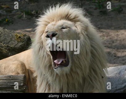 Afrikanische männlichen weißen Löwe (Panthera Leo Krugeri). Nahaufnahme beim Gähnen. Stockfoto