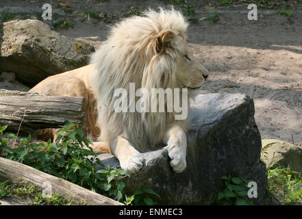 Afrikanische männlichen weißen Löwe (Panthera Leo Krugeri) nehmen es einfach in Ouwehands Dierenpark Rhenen Zoo, Niederlande Stockfoto