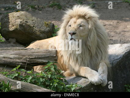 Afrikanische Reifen männlichen weißen Löwe (Panthera Leo Krugeri). Stockfoto