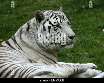 Weibliche White Bengal-Tiger (Panthera Tigris Tigris) liegen in der Wiese Stockfoto