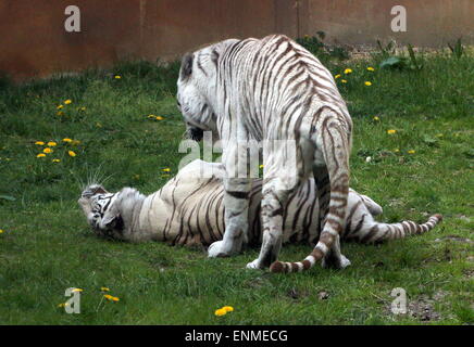 Munter männlichen und weiblichen weißen Bengal-Tiger (Panthera Tigris Tigris) bei Ouwehand Zoo Rhenen, Niederlande Stockfoto