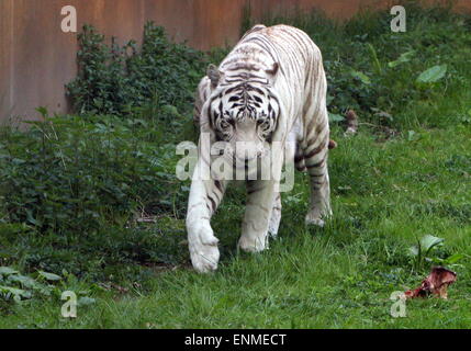 Männlichen weißen Bengal-Tiger (Panthera Tigris Tigris) auf der Pirsch im Ouwehands Zoo Rhenen, Niederlande Stockfoto