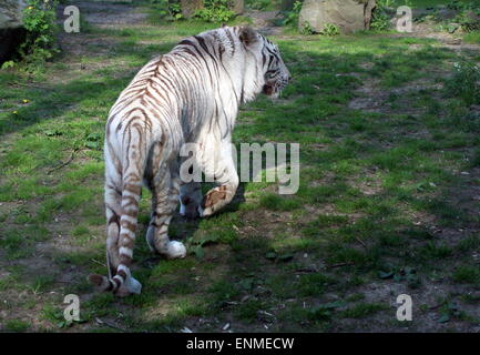 Großen männlichen weißen Bengal-Tiger (Panthera Tigris Tigris) auf der Pirsch Stockfoto