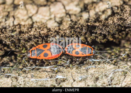 Schild-Bug (Graphosoma Lineatum) Paarung Close Up Stockfoto