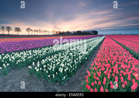 Sonnenaufgang über dem bunten Tulpenfeld, Flevoland, Niederlande Stockfoto