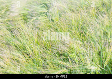 Grüne unreife Gerste Ohren im Frühling Closeup Stockfoto