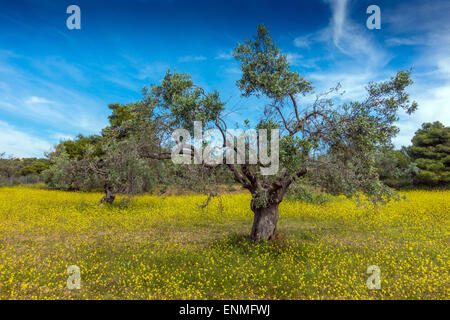 Olivenbaum, umgeben von gelben Senf Blumen Stockfoto