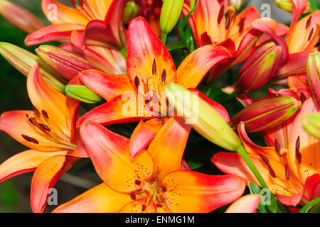 frische rosa Lilien mit Knospen, die sich geöffnet haben und noch nicht geöffnet Stockfoto