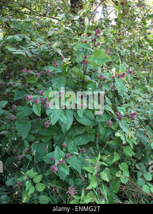 Geringerem Klette, Arctium minus, blühende Pflanze im Wald Rand, Berkshire, Juli Stockfoto