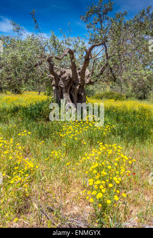 Olivenbaum, umgeben von gelben Senf Blumen Stockfoto