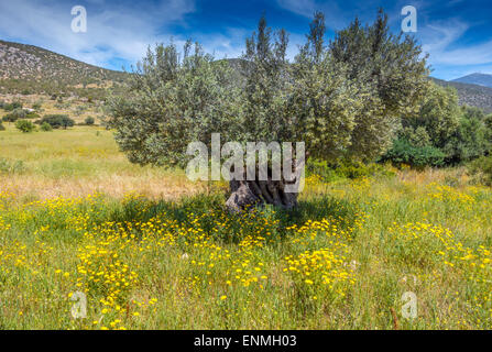 Olivenbaum, umgeben von gelben Senf Blumen Stockfoto