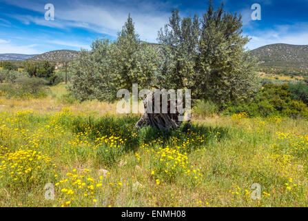 Olivenbaum, umgeben von gelben Senf Blumen Stockfoto