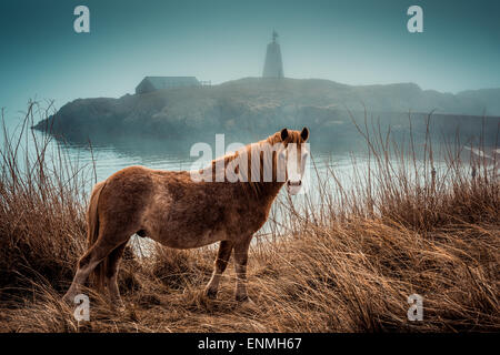 Wildes Pony auf LLanndwyn Island, Wales, UK Stockfoto