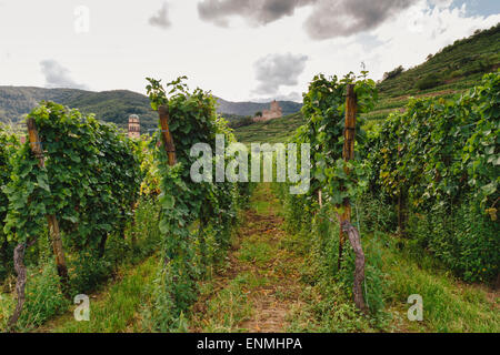 Weinberge oberhalb Kaysersberg, Elsass, Frankreich, mit Schlossberg Burg Ruinen in Ferne Stockfoto
