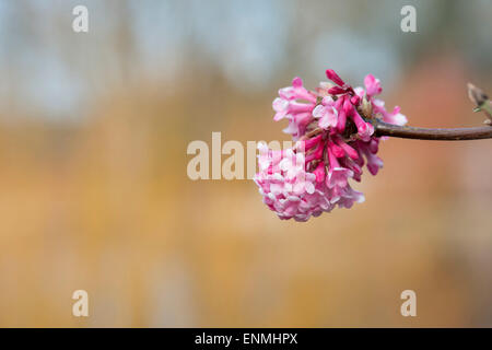 Viburnum Bodnantense Charles Lamont. Arrowwood 'Charles Lamont' blüht im Winter. UK Stockfoto