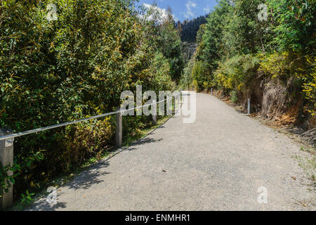 Wanderweg zu Steavenson Wasserfällen in der Nähe von Marysville zeigt nachwachsen im umliegenden Wald nach verheerenden Buschfeuer im Jahr 2009 Stockfoto