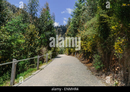 Wanderweg zu Steavenson Wasserfällen in der Nähe von Marysville zeigt nachwachsen im umliegenden Wald nach verheerenden Buschfeuer im Jahr 2009 Stockfoto