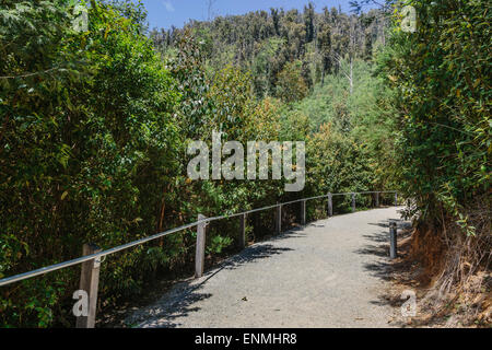 Wanderweg zu Steavenson Wasserfällen in der Nähe von Marysville zeigt nachwachsen im umliegenden Wald nach verheerenden Buschfeuer im Jahr 2009 Stockfoto