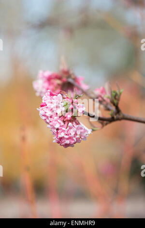 Viburnum Bodnantense Charles Lamont. Arrowwood 'Charles Lamont' blüht im Winter. UK Stockfoto