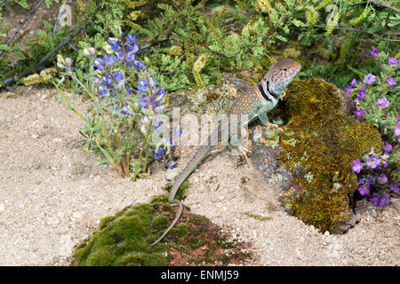 Östlichen Collared Eidechse Crotaphytus Collaris Tucson, Pima County, Arizona, USA 19 April erwachsenen männlichen Crotaph Stockfoto