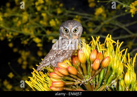 Elf Owl Micrathene Whitneyi Tucson, Arizona, USA 3 können Erwachsene leptogrammica Stockfoto