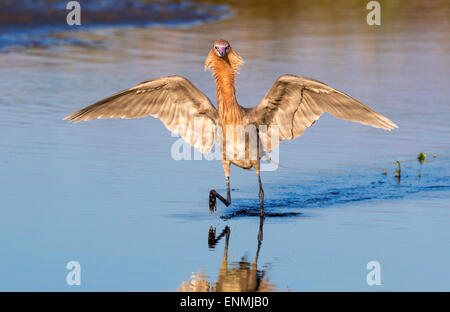 Rötliche Silberreiher (Egretta saniert) Jagd in Gezeiten Sumpf bei Sonnenaufgang, Galveston, Texas, USA. Stockfoto