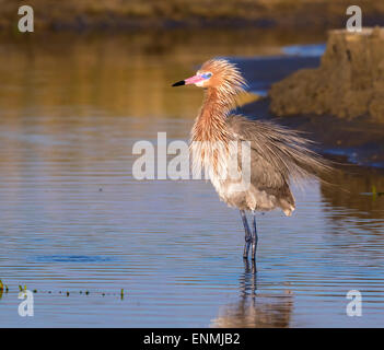 Rötliche Silberreiher (Egretta saniert) in der Zucht Gefieder, Galveston, Texas, USA. Stockfoto