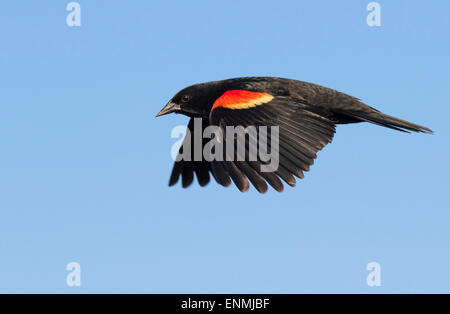 Männliche Rotschulterstärling (Agelaius Phoeniceus) fliegen, Galveston, Texas, USA. Stockfoto