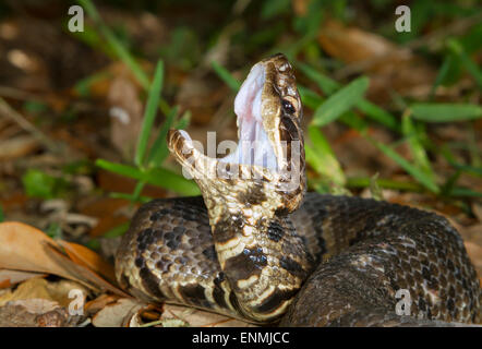 Cottonmouth oder Wasser Mokassin (Agkistrodon Piscivorus) Anzeige der weißen Mund in einem Versuch, einen Eindringling, Galveston Bedrohung Stockfoto