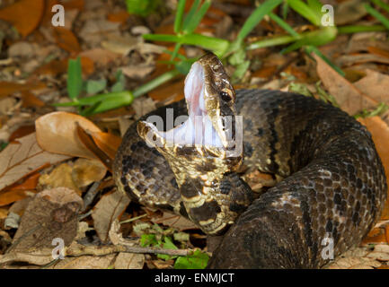 Cottonmouth oder Wasser Mokassin (Agkistrodon Piscivorus) Anzeige der weißen Mund in einem Versuch, einen Eindringling bedroht. Stockfoto