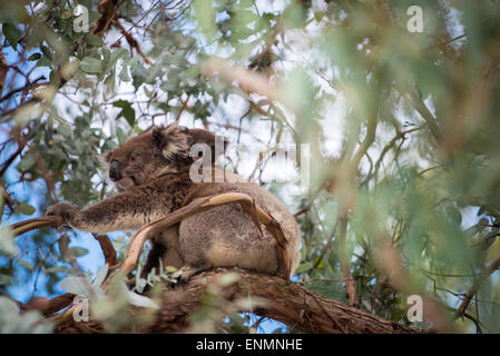 Koala-Bär mit Koala Baby sitzt auf dem Baum Stockfoto