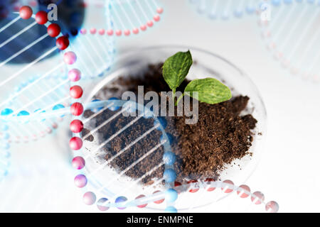 Nahaufnahme von Pflanzen- und Bodenproben im Labor Stockfoto