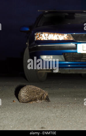 Igel, Erinaceus Europaeus, überqueren die Straße vor dem Auto mit Scheinwerfern auf in der Nacht. Sussex, UK. Mai. Stockfoto