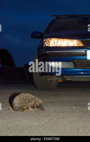 Igel, Erinaceus Europaeus, überqueren die Straße vor dem Auto mit Scheinwerfern auf in der Nacht. Sussex, UK. Mai. Stockfoto