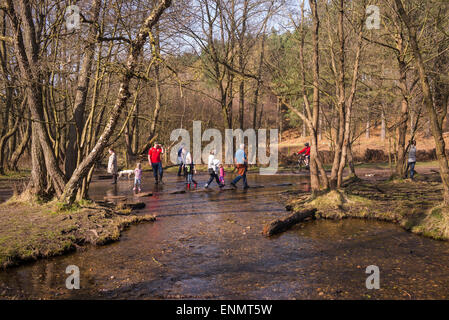 Sringtime Wochenende Wanderer werden auf Cannock Chase, die unter Verwendung des Sprungbretts überqueren ins Tal Sherbrooke gezeichnet. Stockfoto