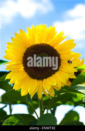 Sonnenblume an einem sonnigen Tag mit einer Biene im Anmarsch Stockfoto