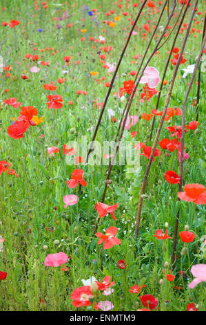 Wunderschönes Wiesenfeld mit Wildblumen und Mohn Stockfoto