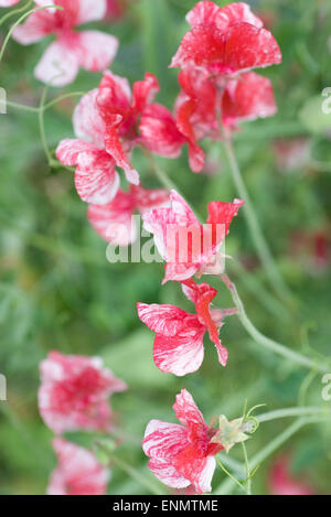 Blühende Erbsen Stockfoto