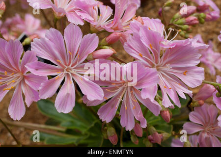 Lewisia Cotyledon Siskiyou wächst in einem alpinen Gewächshaus im RHS Garden am Rosemoor Great Torrington Devon Stockfoto