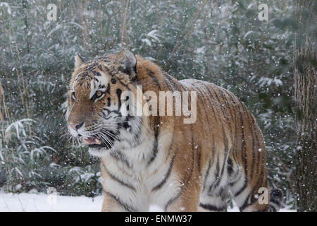 Blizzard Cat - schließlich den schweren Schnee zu spielen kommt 02:00 p EST Bronx Zoo New York Jan.26 2015 Stockfoto