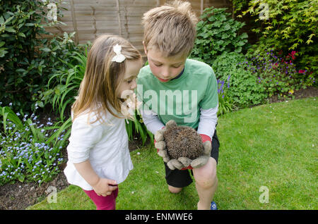 Neun Jahre alten Jungen zeigen seine zweijährigen Schwester einen Igel Erinaceus Europaeus, gefunden im Garten. Sussex, UK. Mai. Stockfoto