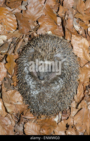 Igel, Erinaceus Europaeus, eingerollt in eine Kugel für den Schutz. Auf den Blättern der Buche. Sussex, UK. Mai. Stockfoto