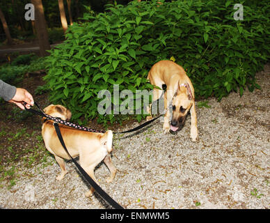 Ein Sharpei Hund und eine Deutsche Dogge Hund spielen im Park an der Leine. Stockfoto