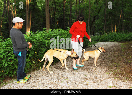 Ein paar mittleren Alters mit dort zwei Hund auf einem Gehweg im Park. Stockfoto