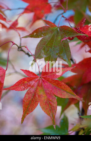 Acer Blätter, die Vielzahl der herbstlichen Farben Stockfoto